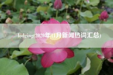 lodging(2020年11月新闻热词汇总)