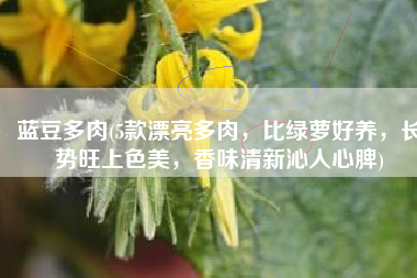 蓝豆多肉(5款漂亮多肉，比绿萝好养，长势旺上色美，香味清新沁人心脾)