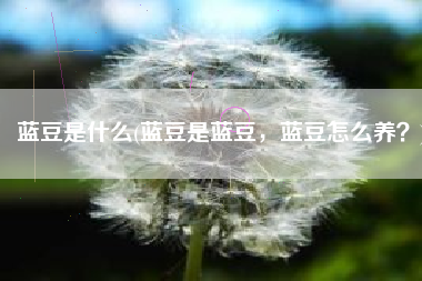 蓝豆是什么(蓝豆是蓝豆，蓝豆怎么养？)