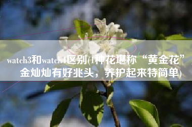 watch3和watch4区别(1种花堪称“黄金花”，金灿灿有好兆头，养护起来特简单)