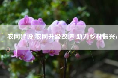 农网建设(农网升级改造 助力乡村振兴)