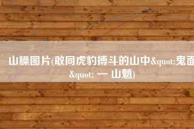 山臊图片(敢同虎豹搏斗的山中"鬼面" — 山魈)
