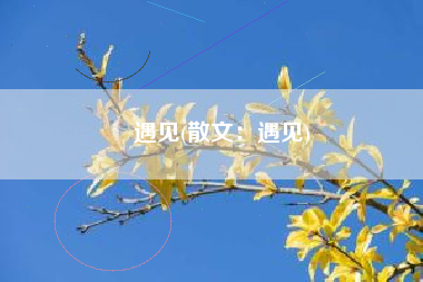 遇见(散文：遇见)