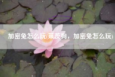 加密兔怎么玩(莱茨狗，加密兔怎么玩)