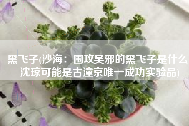 黑飞子(沙海：围攻吴邪的黑飞子是什么 沈琼可能是古潼京唯一成功实验品)