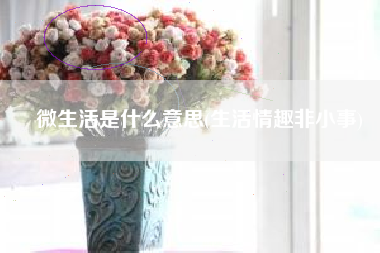 微生活是什么意思(生活情趣非小事)