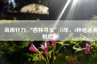 高雨针刀(“杏林寻宝”13年，8种绝活亮相广州)