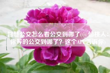 智慧公交怎么看公交到哪了(@仙桃人：你等的公交到哪了？这个APP告诉你)