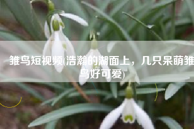 雏鸟短视频(浩瀚的湖面上，几只呆萌雏鸟好可爱)