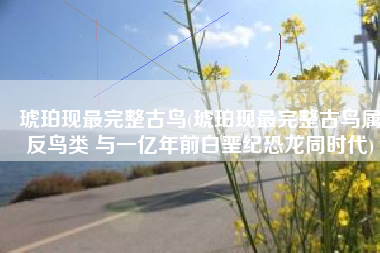 琥珀现最完整古鸟(琥珀现最完整古鸟属反鸟类 与一亿年前白垩纪恐龙同时代)