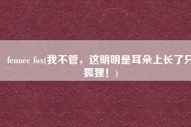 fennec fox(我不管，这明明是耳朵上长了只狐狸！)