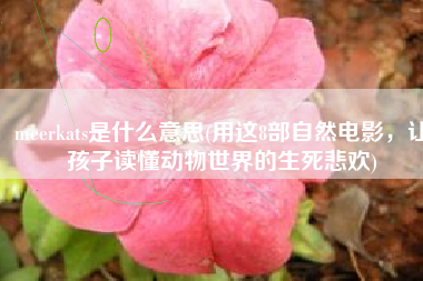 meerkats是什么意思(用这8部自然电影，让孩子读懂动物世界的生死悲欢)