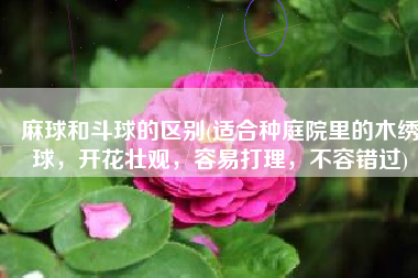 麻球和斗球的区别(适合种庭院里的木绣球，开花壮观，容易打理，不容错过)