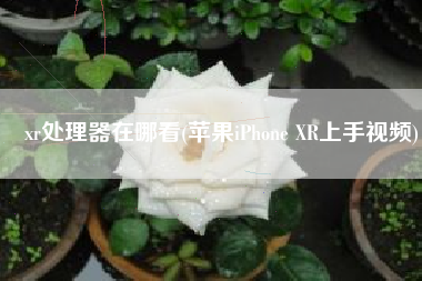 xr处理器在哪看(苹果iPhone XR上手视频)