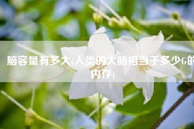 脑容量有多大(人类的大脑相当于多少G的内存)