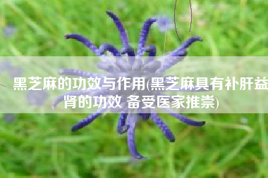 黑芝麻的功效与作用(黑芝麻具有补肝益肾的功效 备受医家推崇)