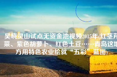 吴晓灵山试点无资金池视频2015年(红茎芹菜、紫色胡萝卜、红色土豆……青岛这地方用特色农业绘就“五彩”蓝图)