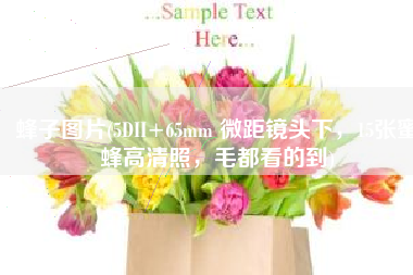 蜂子图片(5DII+65mm 微距镜头下，15张蜜蜂高清照，毛都看的到)
