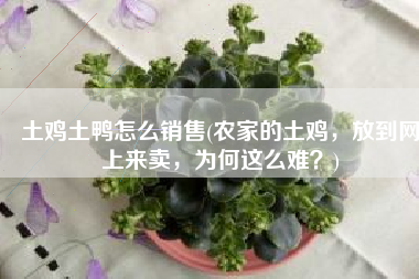 土鸡土鸭怎么销售(农家的土鸡，放到网上来卖，为何这么难？)