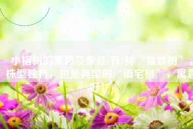 小榕树的寓意及象征(有2种“盆景树”，株型独特，也是典型的“镇宅树”，寓意好！)