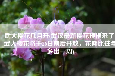 武大樱花几月开(武汉最新樱花预报来了！武大樱花将于26日前后开放，花期比往年多出一周)