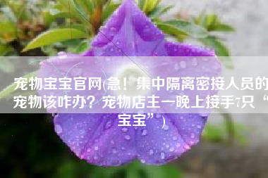 宠物宝宝官网(急！集中隔离密接人员的宠物该咋办？宠物店主一晚上接手7只“宝宝”)