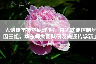 光遗传学技术原理(照一束光就能控制基因重组，华东师大团队研发光遗传学新工具)