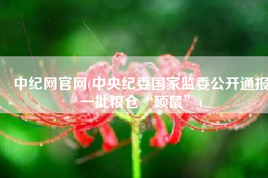 中纪网官网(中央纪委国家监委公开通报一批粮仓“硕鼠”)