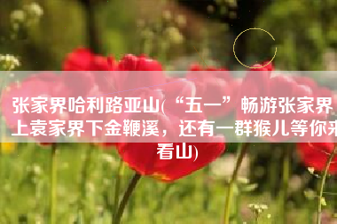 张家界哈利路亚山(“五一”畅游张家界｜上袁家界下金鞭溪，还有一群猴儿等你来看山)