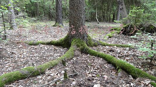 苹果手机店换个电池多少钱；去手机店换个苹果电池多少钱