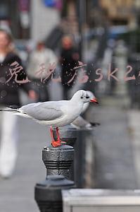 三亚免税店sk2价格表 三亚免税店sk2价格表2021