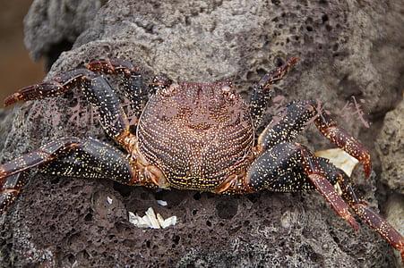 鸡排店加盟费多少钱