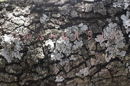 加盟哪个鸡排店比较好，加盟哪家鸡排店比较好