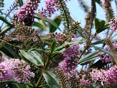 鸡排连锁加盟店排行榜 鸡排加盟店十大排行榜