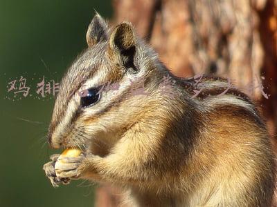 鸡排加盟店十大排行榜：鸡排加盟店十佳排行榜