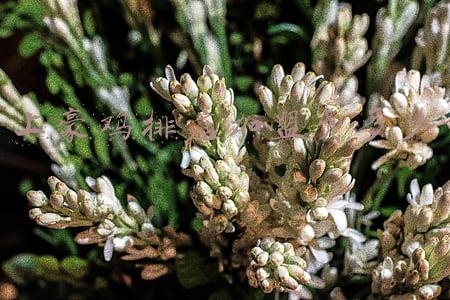 鸡排加盟店要多少钱-鸡排加盟店最低多少钱