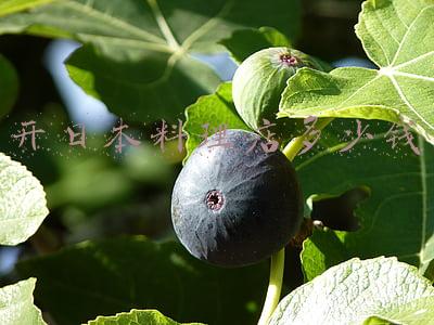 日本料理店装修(日本料理店装修风格效果图)