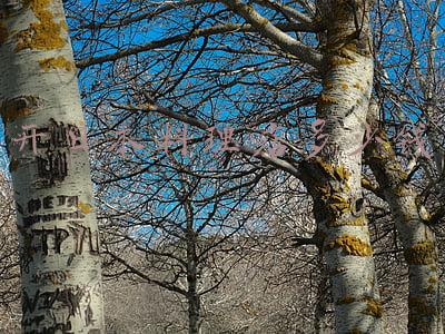 上海日本料理店排名，上海日本料理店排名有哪些