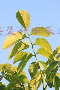 手机安装什么杀毒软件好