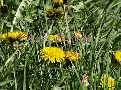 惠氏奶粉一段和二段的区别(惠氏启赋怎么样，好不好，值不值得买？)