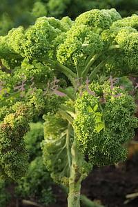 lol炫彩皮肤怎么用