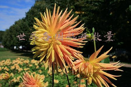 世界各国航母数量