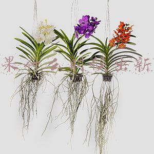 苹果什么时候出新机