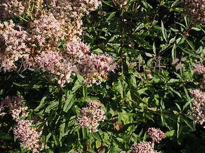 体质指数怎么计算公式