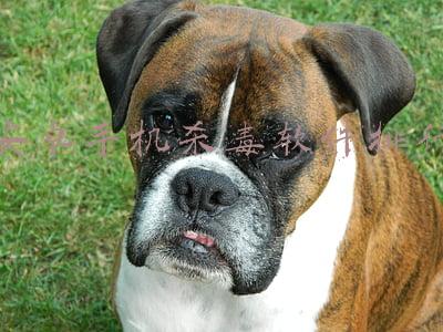 安卓手机杀毒软件排行