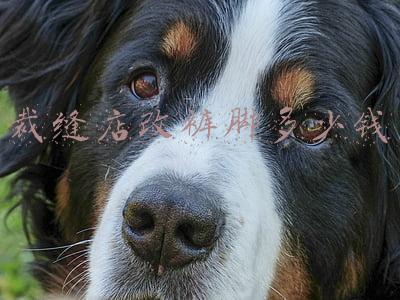 去裁缝店改裤子多少钱：裁缝店改裤子多少钱