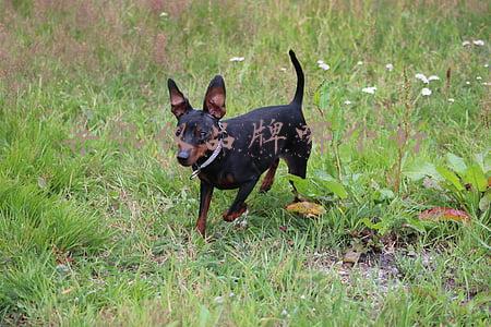 什么品牌导航仪最好(超60000用户使用，理想汽车的导航辅助驾驶，为何如此受欢迎？)