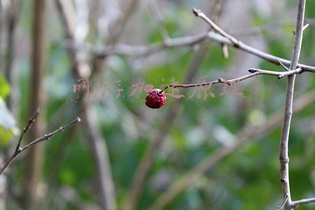 网游加速器原理(向专业老师讨教，游戏加速器是如何发挥功效的)