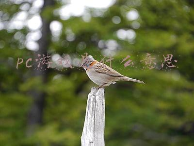 pc游戏是什么意思