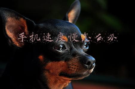 手机速度慢怎么办